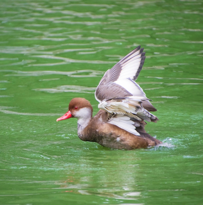 池塘野生铃鸭图片