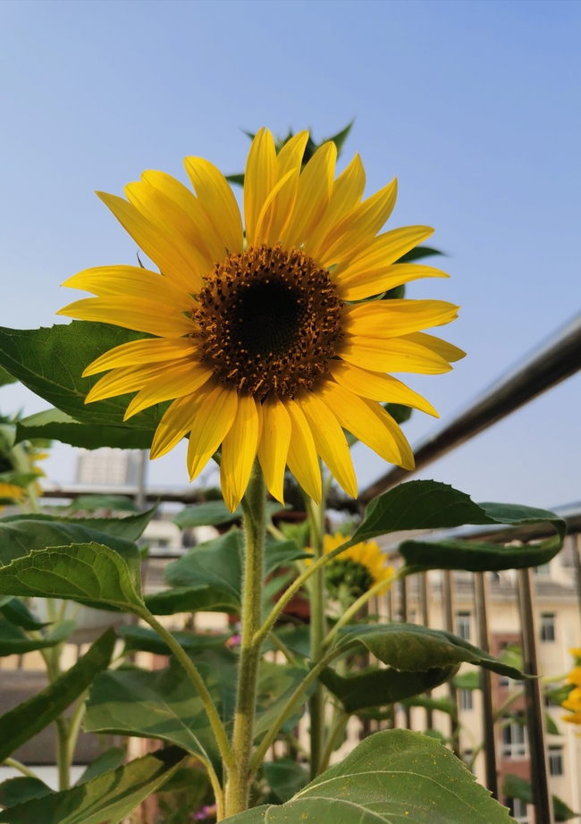 金色向日葵鲜花植物图片