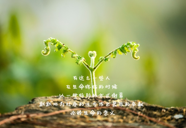 感悟生命文字图片