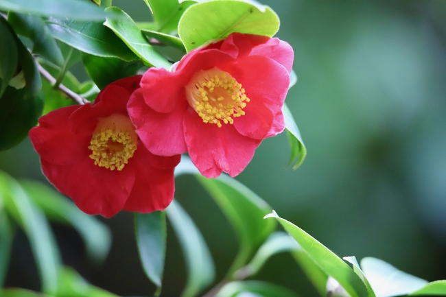 观赏灌木山茶花摄影图片