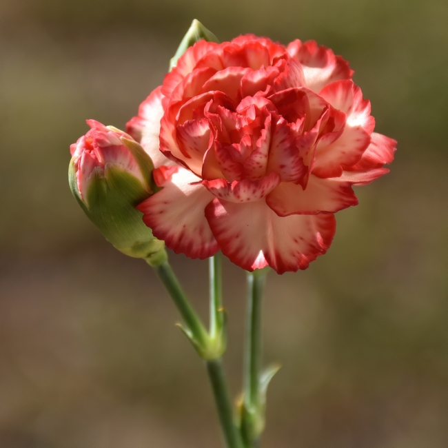 粉色康乃馨花开微距特写摄影图片