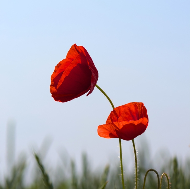 红色罂粟花植物摄影图片