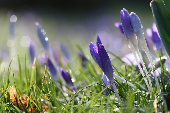 雨后番红花盛开图片