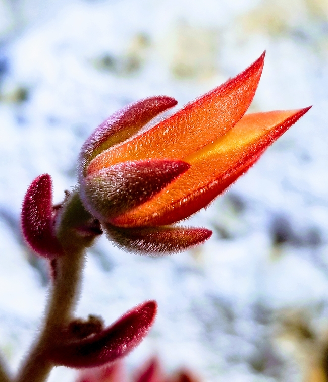 冬季橙色花朵含苞待放图片