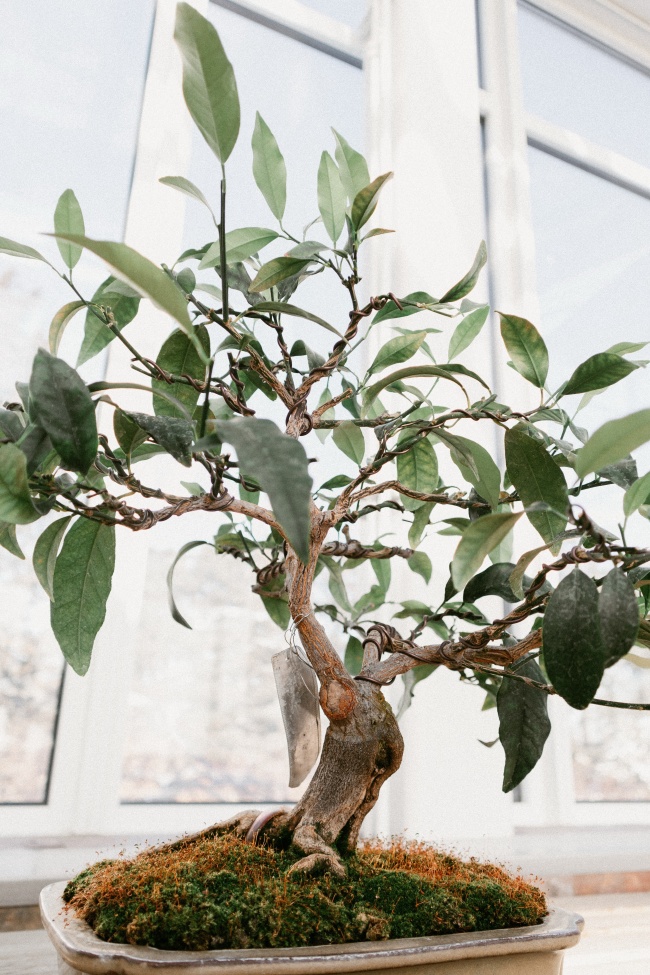 小叶榕树盆景图片欣赏
