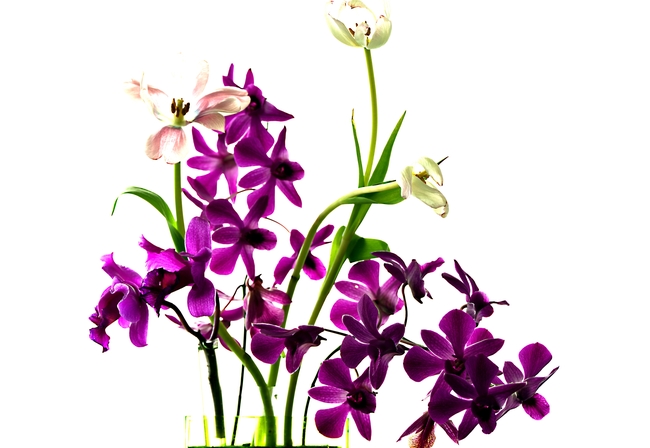 清新雅致紫色兰花摄影图片