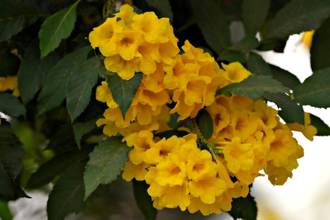 黄钟花微距特写摄影图片