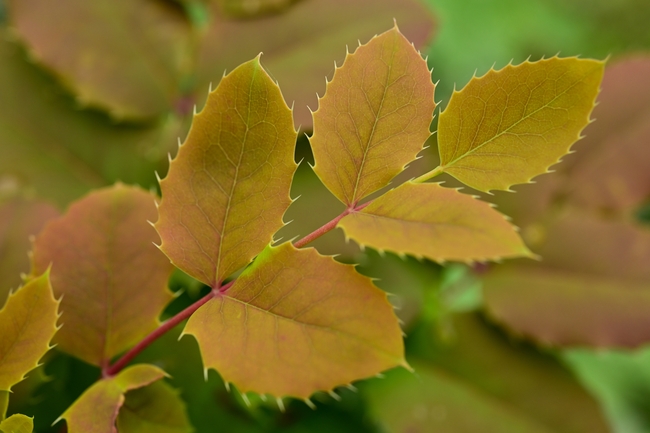 秋天小灌木树叶图片