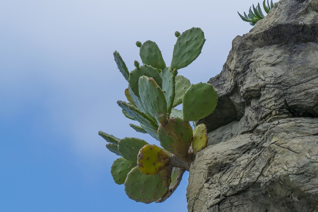 悬崖峭壁仙人掌图片