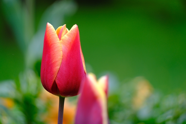 春天郁金香微距特写摄影图片