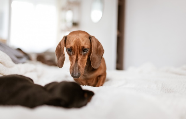 纯色短毛腊肠犬图片