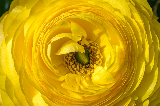 微距特写黄色毛莨花图片