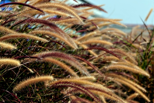 秋天狗尾巴草摄影图片