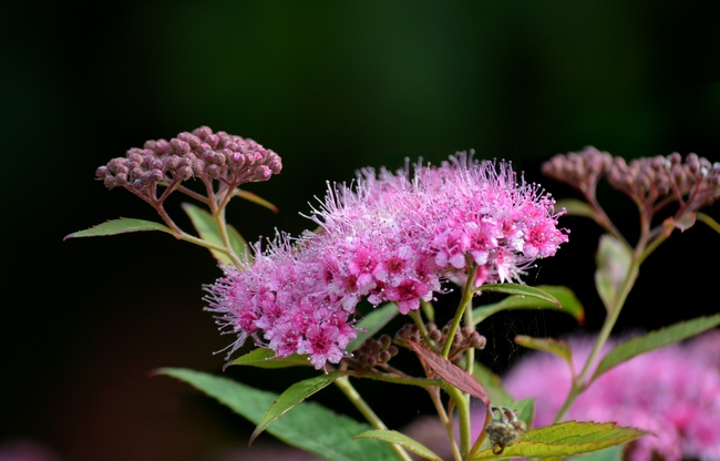粉色日本绣线菊摄影图片
