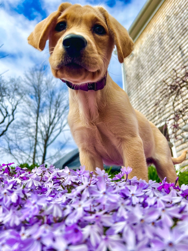 呆萌拉布拉多犬图片
