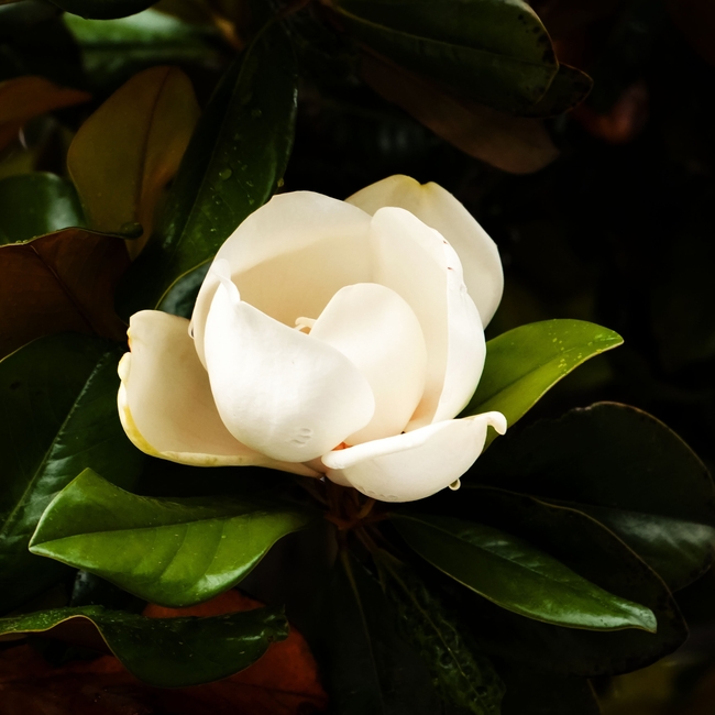 野生白色广玉兰图片