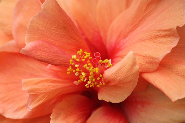 微距特写橙色芙蓉花花瓣花蕊摄影图片