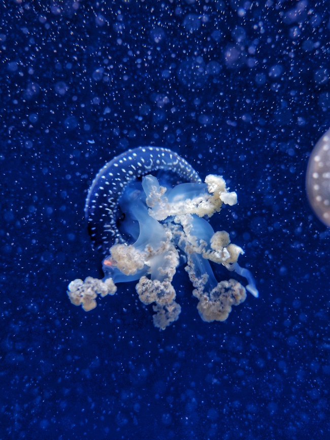 蓝色发光水母图片