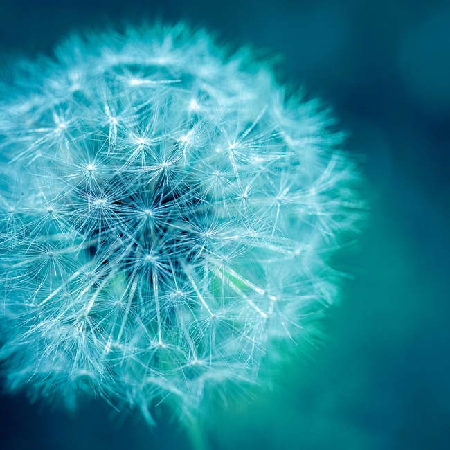 清新治愈系蒲公英图片