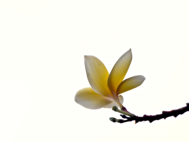 清新淡雅黄色鸡蛋花枝图片