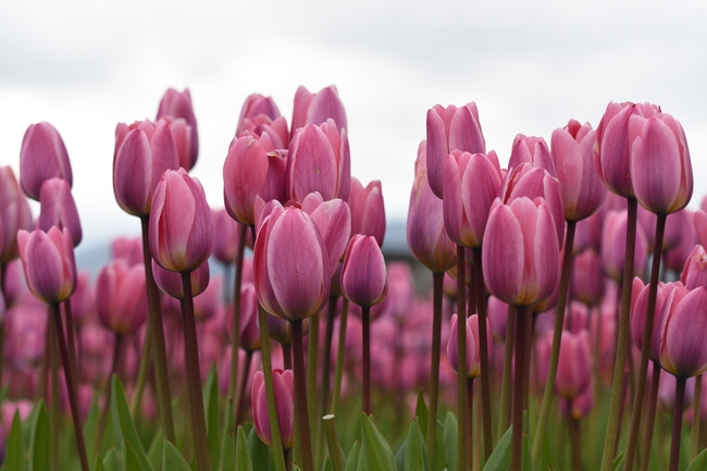 原野粉色郁金香花海摄影图片