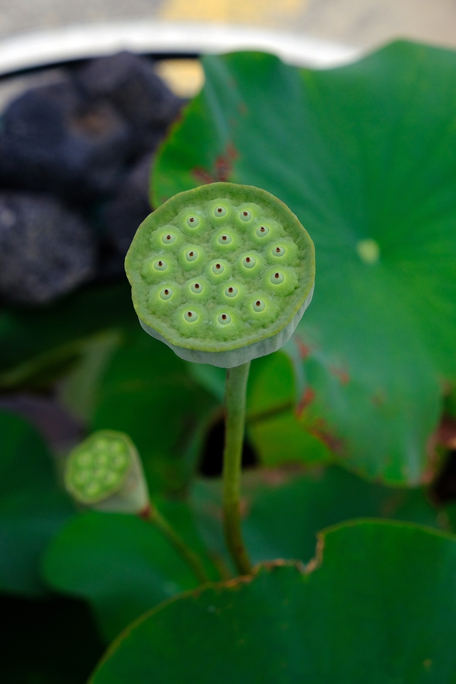 莲蓬荷花硬币图片