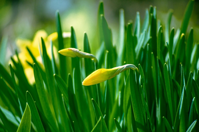 春天绿叶水仙花摄影图片