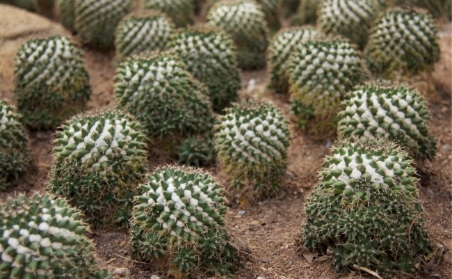 观赏仙人球植物图片