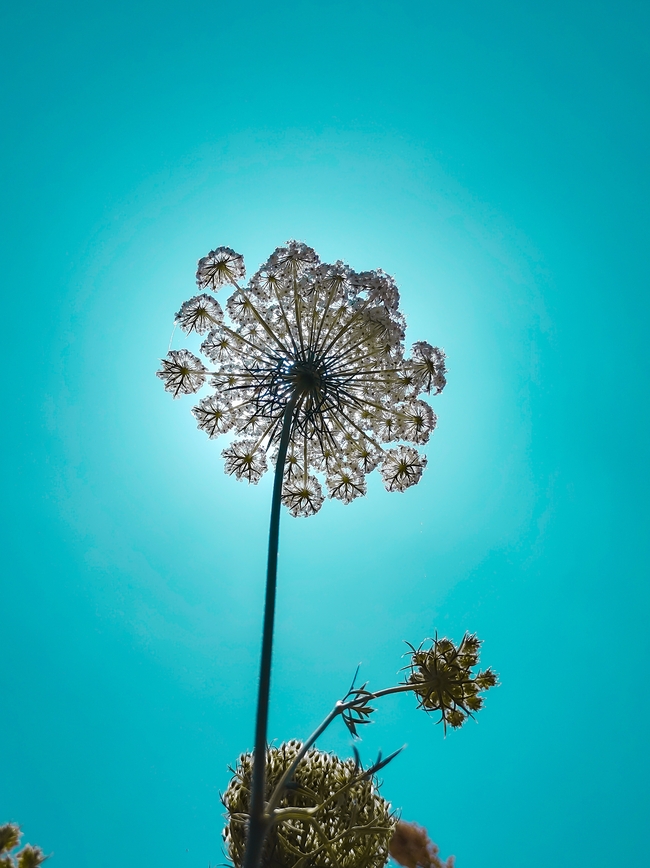 沐浴在阳光下的蒜苗花图片