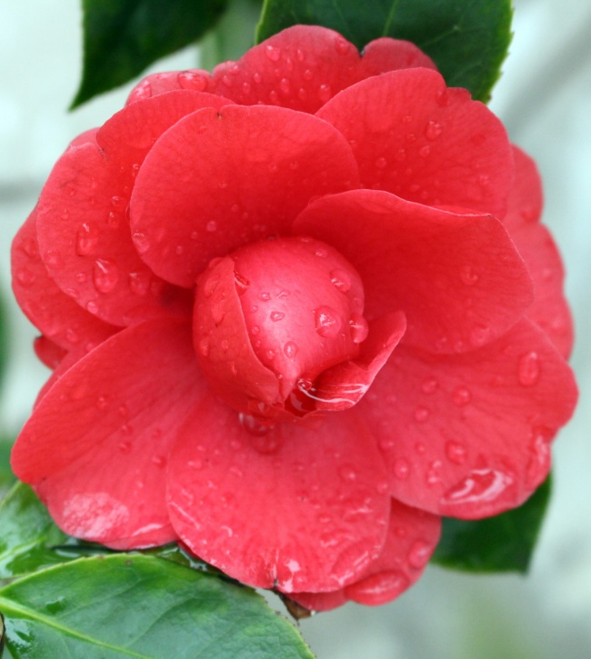 露水与茶花图片