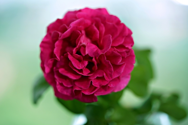 红色微距特写玫瑰花摄影图片