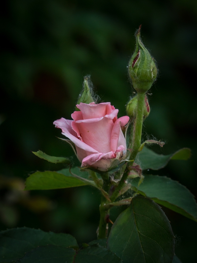 玫瑰花蕾玫瑰花图片