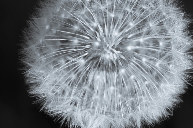 黑白风格蒲公英植物摄影图片