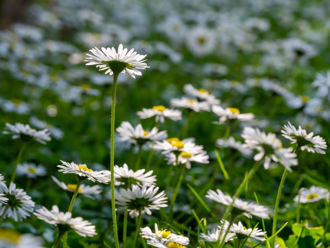 白色野生小雏菊摄影图片
