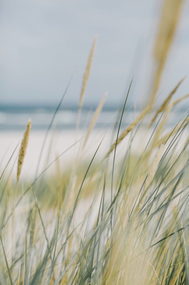 沙滩上的野草图片