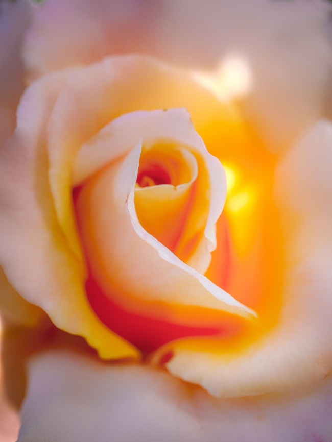 黄色渐变玫瑰花图片