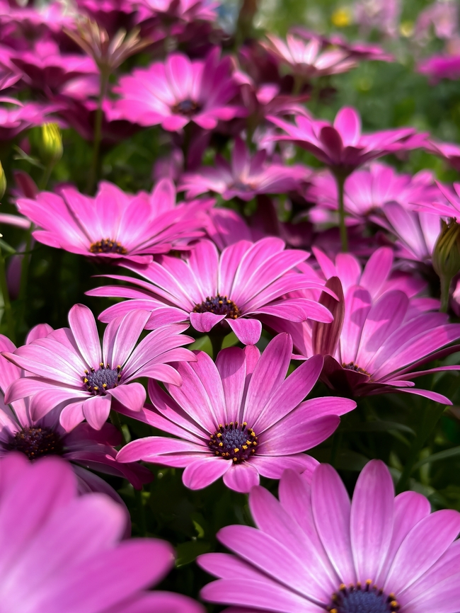 玫红色野生大波斯菊摄影图片