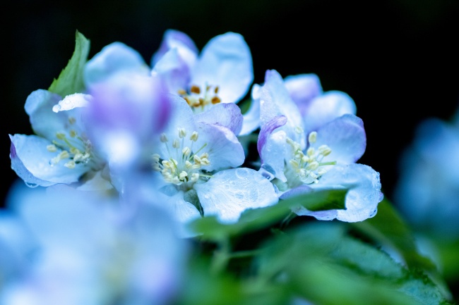 蓝色苹果花特写图片