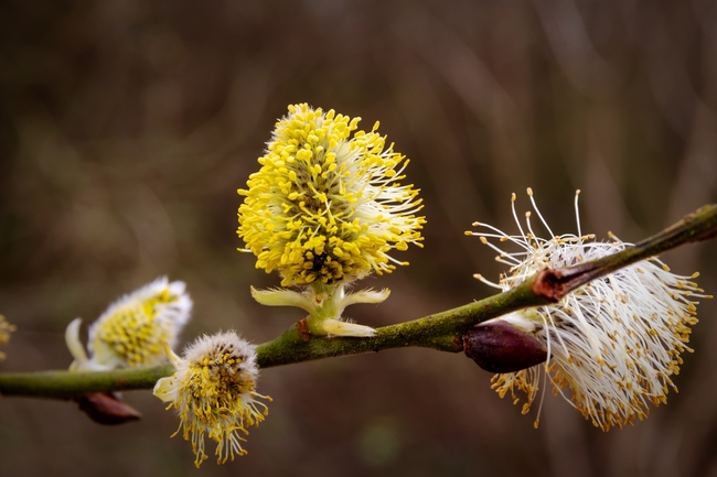 春天褪色柳开花摄影图片