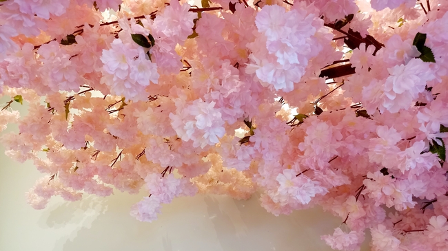 春天粉色樱花盛开微距摄影图片