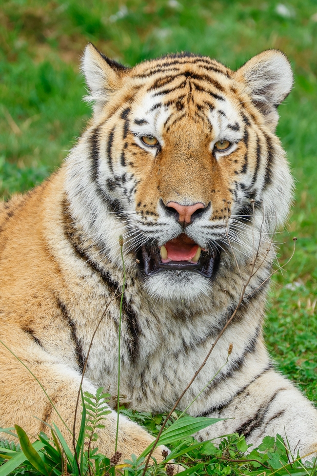 趴在草地上凝视前方的猛虎图片