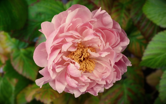 实拍粉色大朵牡丹花图片