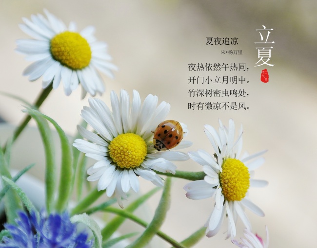 立夏诗句图片