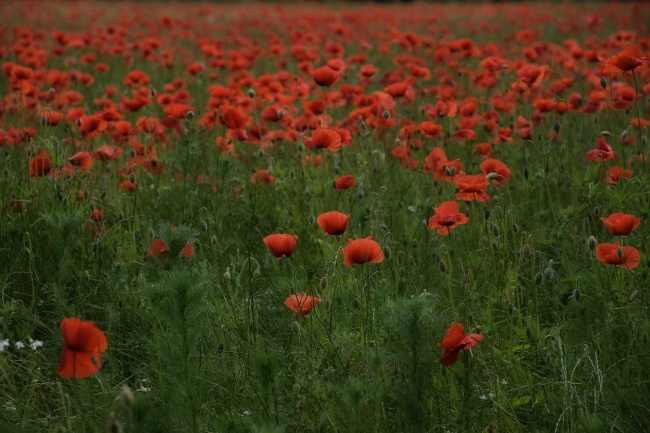 罂粟花桌面壁纸图片