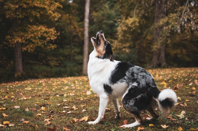 秋季树林边境牧羊犬摄影图片