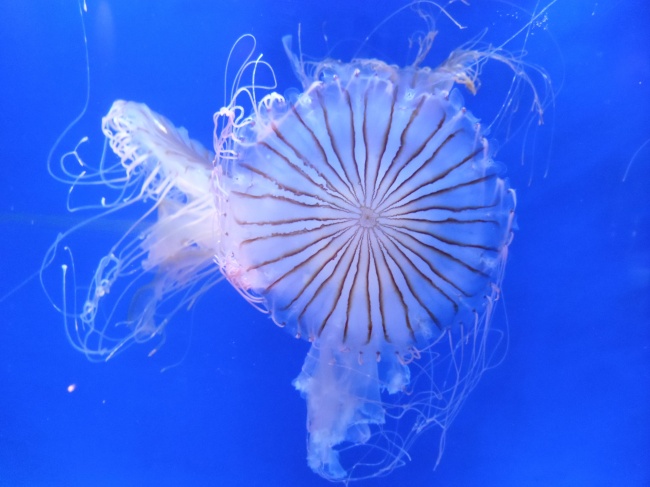 白色透明海蜇图片