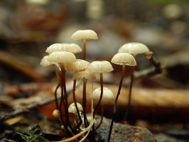白色硬柄小皮伞摄影图片