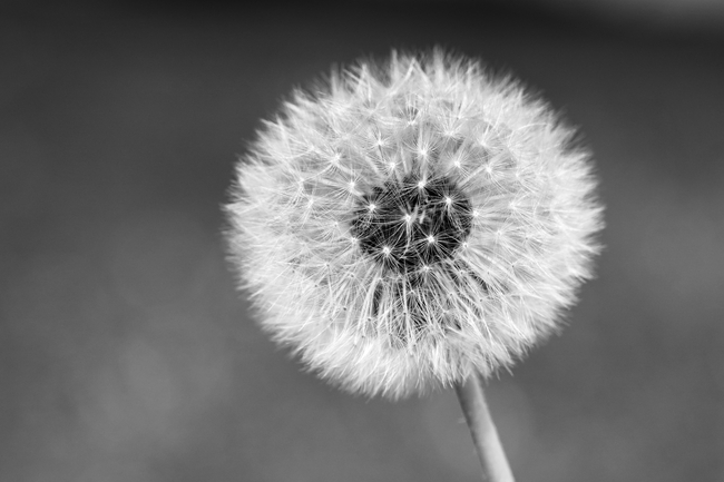 黑白风蒲公英种子图片