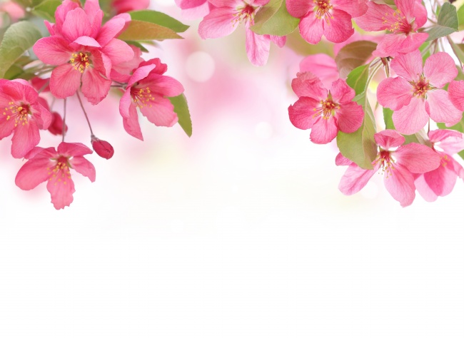 红色鲜花背景图片