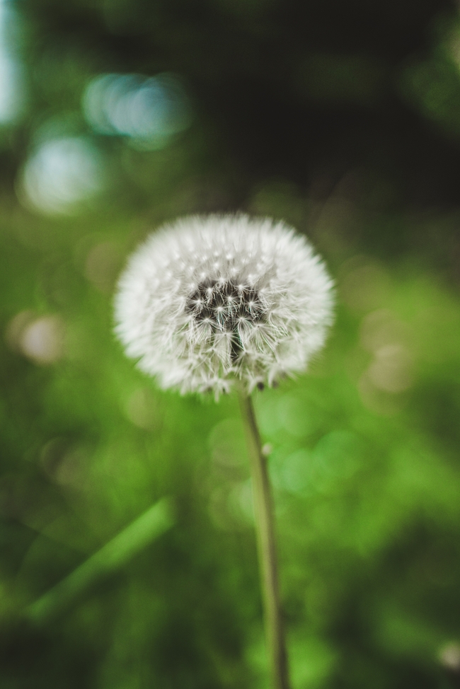 白色野生蒲公英种子摄影图片